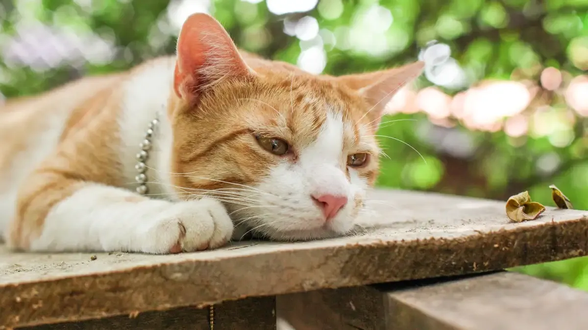 À quelle fréquence vermifuger un chat adulte qui sort ou vit en appartement ?